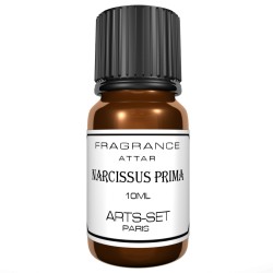 Narcissus Prima