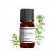 Fragrance Artemisia