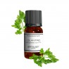 Fragrance Cilantro