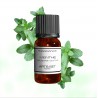 Fragrance Mint