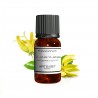 Fragrance Ylang Ylang