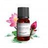 Fragrance Water Lily
